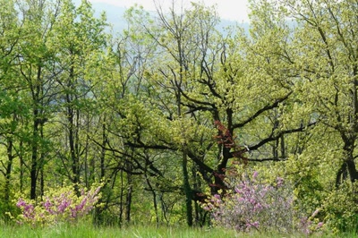 Résultat de recherche: un petit coin de paradis
