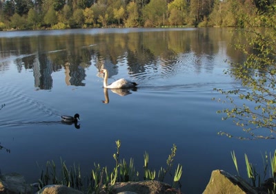 Résultat de recherche: Cygne du Lost Lagoon