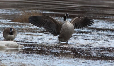 Résultat de recherche: Bernache du Canada