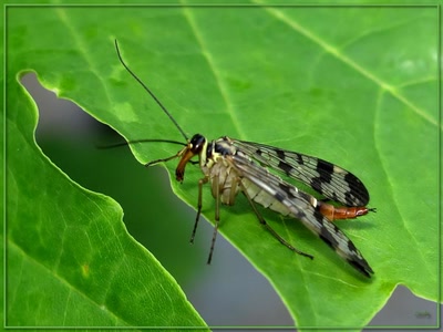 Résultat de recherche: Insecte 2509