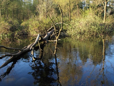 Résultat de recherche: Lost Lagoon Vancouver