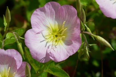 Résultat de recherche: Coeur d'oenothère