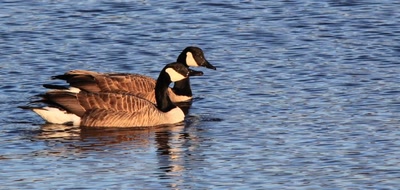 Résultat de recherche: Bernache du Canada
