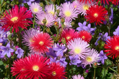 Résultat de recherche: pour vous, quelques fleurs de mon jardin...