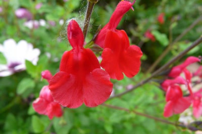 Résultat de recherche: sauge arbustive