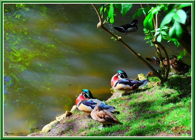 Résultat de recherche: Zoo de Beauval