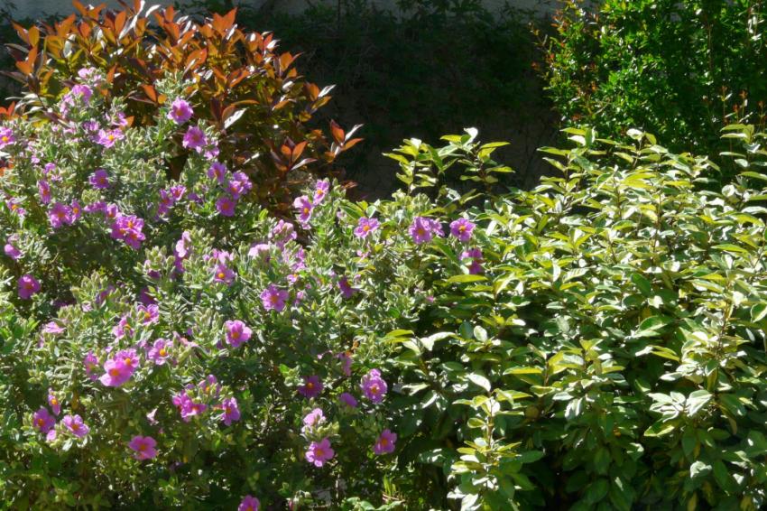 buissons colorés ou fleuris