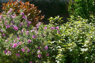 Résultat de recherche: buissons colorés ou fleuris