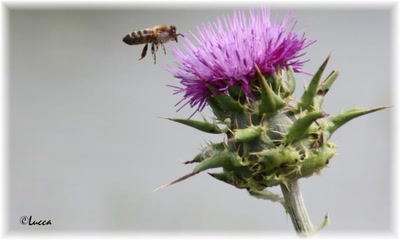 Résultat de recherche: une abeille en approche...