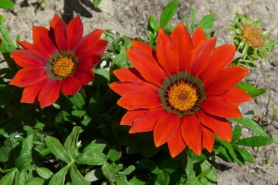 Résultat de recherche: fleurs de gazania