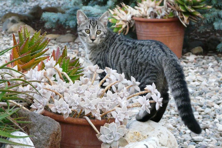 Qui a bougé par là ?