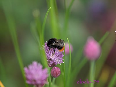 Œuvre de cloclo74: simplement la vie