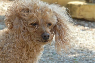 Résultat de recherche: Vicky, une blonde dans le vent ...