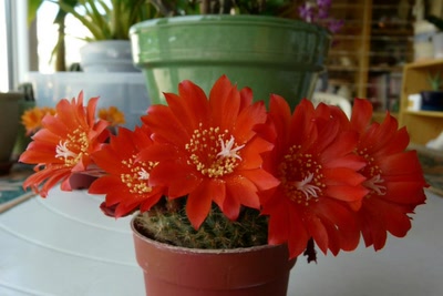 Résultat de recherche: fleurs de rebutia