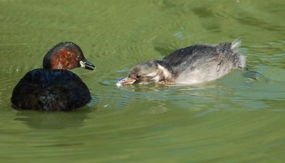 Résultat de recherche: grebe castagneux