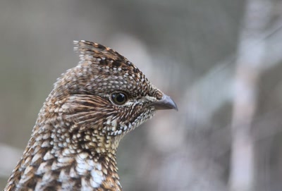 Résultat de recherche: Perdrix.