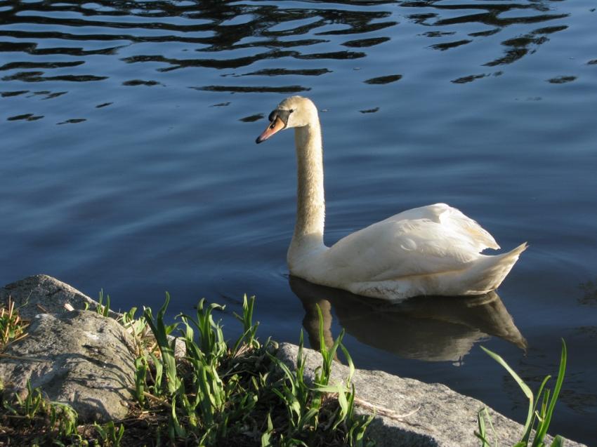 Cygne