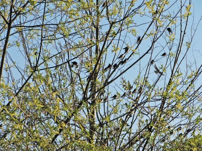 Résultat de recherche: Hirondelles