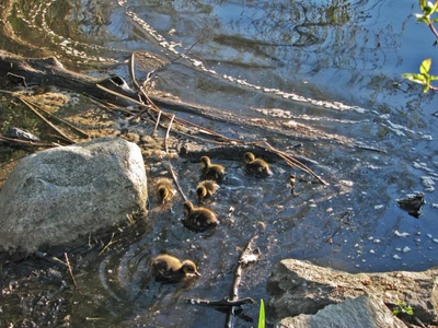 Résultat de recherche: Cannetons