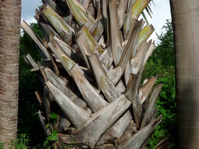 Résultat de recherche: Ecorce de palmier