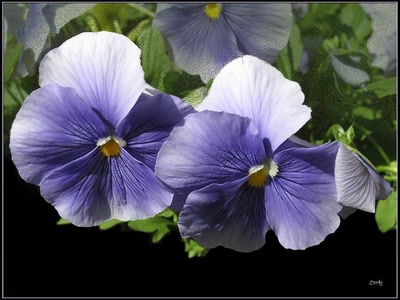 Résultat de recherche: Pensée 9509