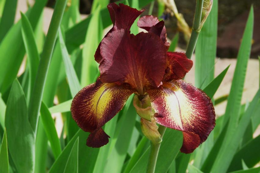 Iris "chocolat"