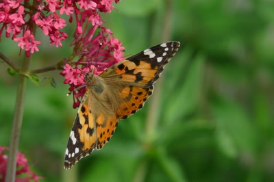 Résultat de recherche: la Belle-Dame ou Vanesse des chardons