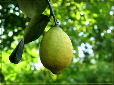 Résultat de recherche: Citron 2