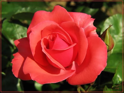 Résultat de recherche: Rose 11509