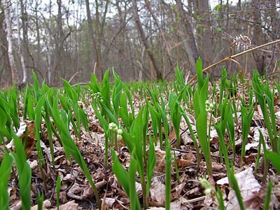Œuvre de marin: muguet dans le bois de Lagland(pres d'Arlon)