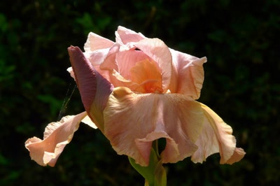 Résultat de recherche: iris corail