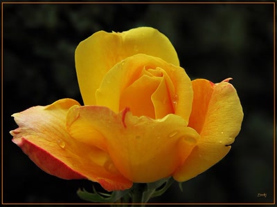 Résultat de recherche: Rose 13509