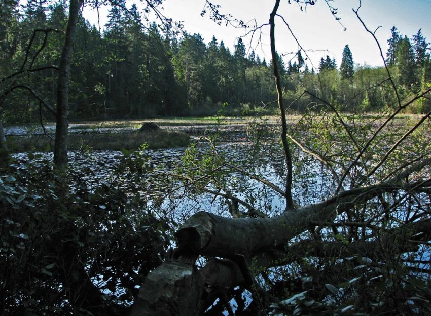 Beaver Lake Vancouver