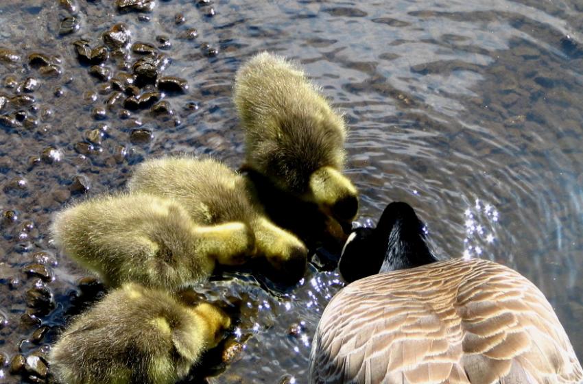 Famille de bernaches