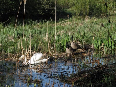 Résultat de recherche: Lost Lagoon Vancouver