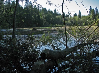 Résultat de recherche: Beaver Lake Vancouver