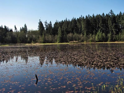 Résultat de recherche: Beaver Lake Vancouver