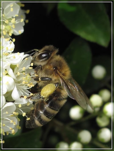 Résultat de recherche: Abeille 6509 2