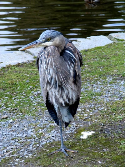 Résultat de recherche: Héron