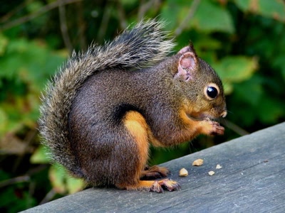 Résultat de recherche: Douglas squirrel - écureuil