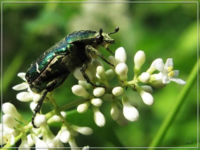 Résultat de recherche: Insecte 16509
