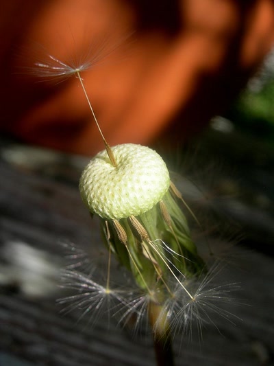 Œuvre de Talou: Pissenlit