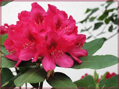 Résultat de recherche: Fleur 16509