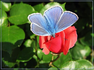 Résultat de recherche: Papillon azure ailes ouvertes 13509