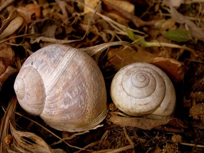 Œuvre de Talou: Escargots