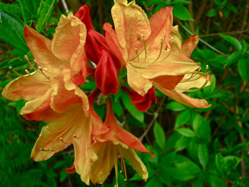 Rhodo orange