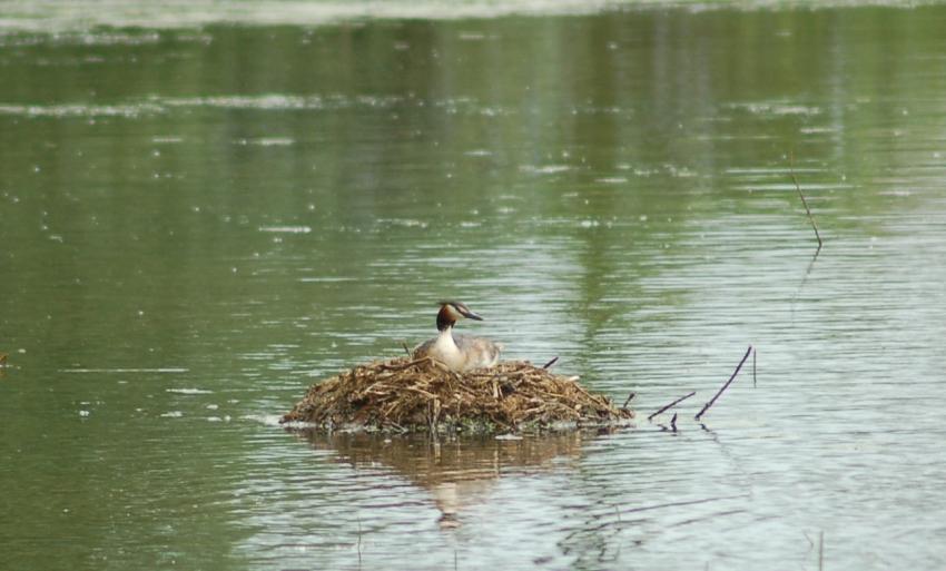 grebe huppé dans son nid