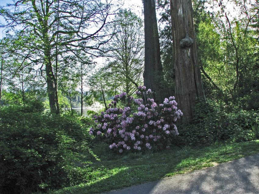 Parc Stanley au printemps 09