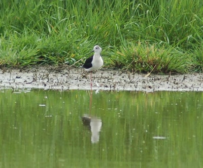 Œuvre de insousiant: echasse blanche