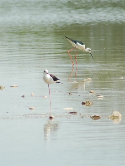 Œuvre de insousiant: echasses blanches